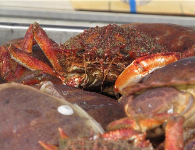 Fruits de mer à Crozon 
